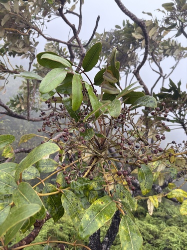 Polyscias hawaiensis observed 2026-02-02