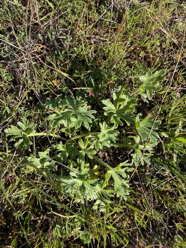 Royal Larkspur foliage