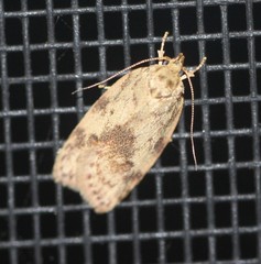 Oligoloba severa