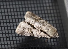 Turnerinycta phaeocosma