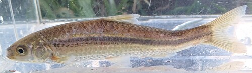Honmoroko (Gnathopogon caerulescens) — Cyprinidae