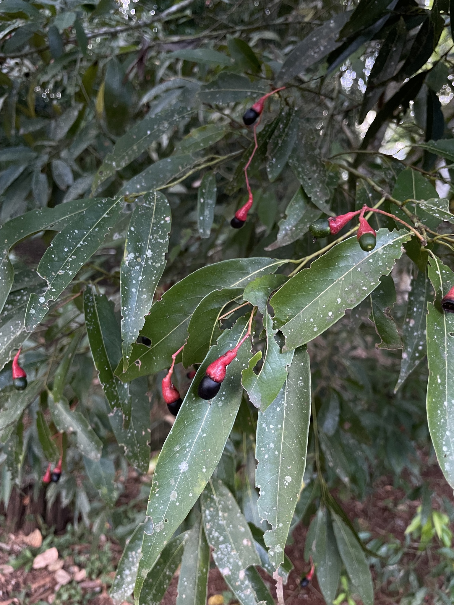Imagem de Canela-guaicá