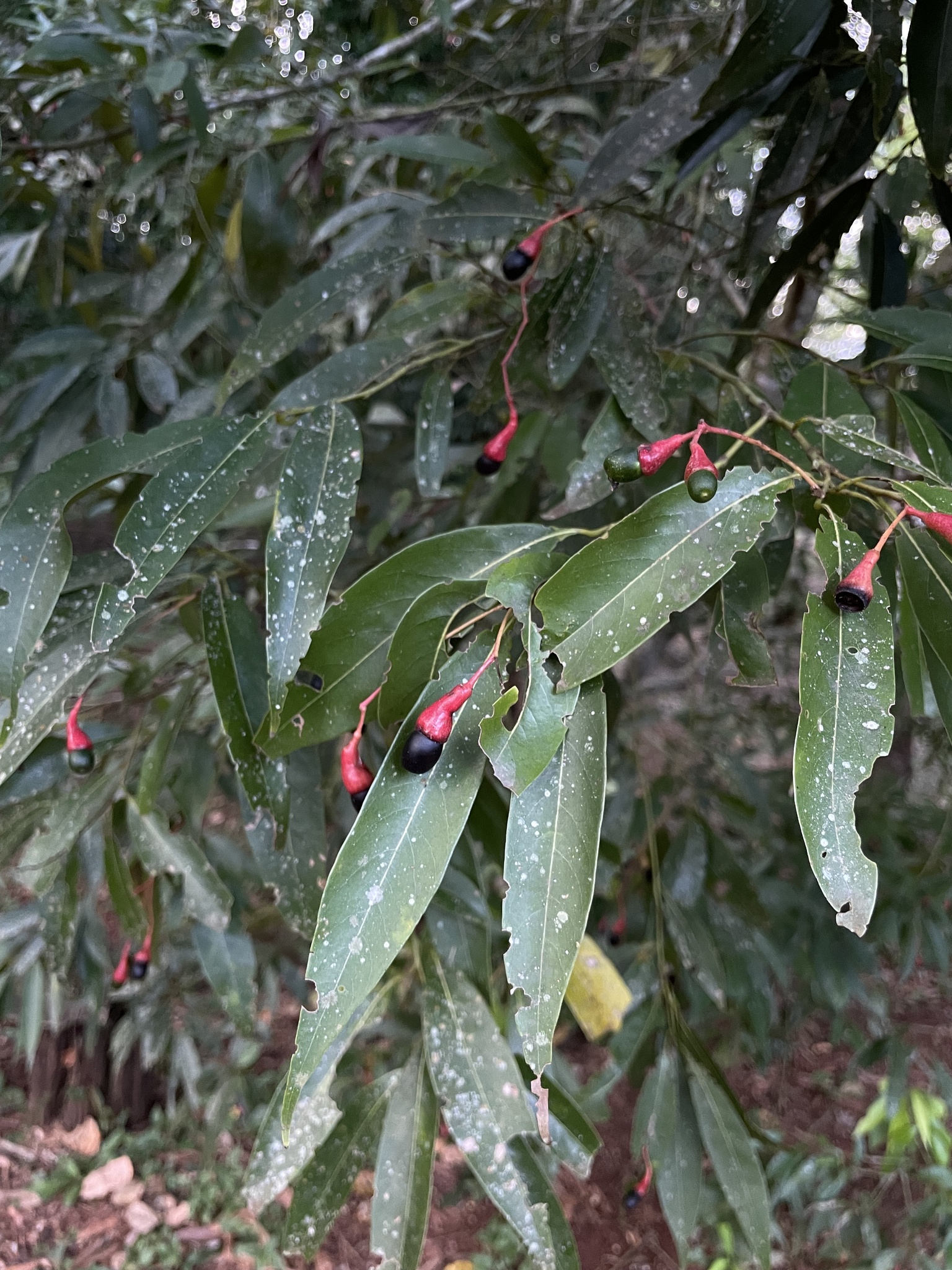 Imagem de Canela-guaicá