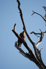 Haliaeetus vociferoides