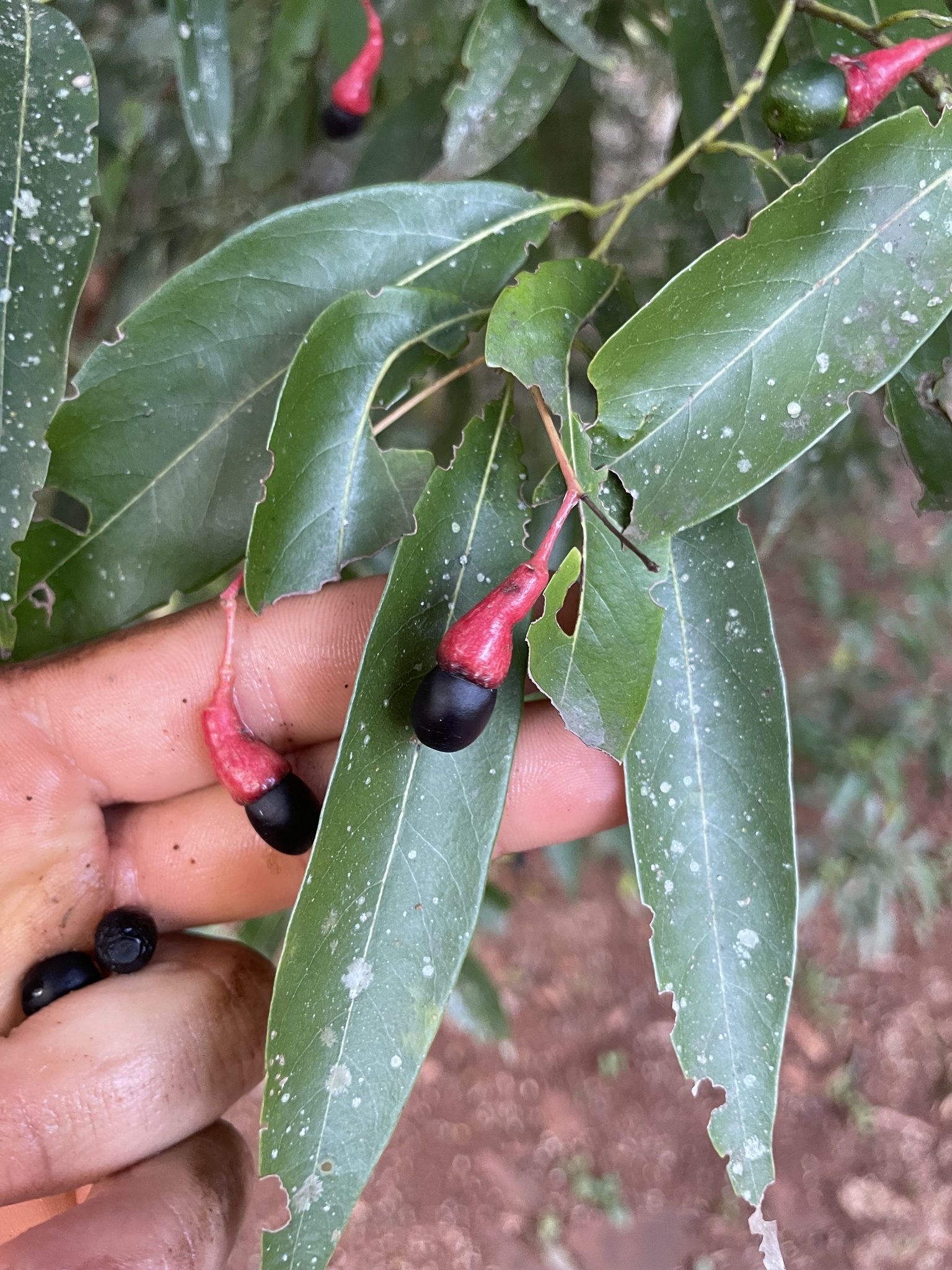 Imagem de Canela-guaicá