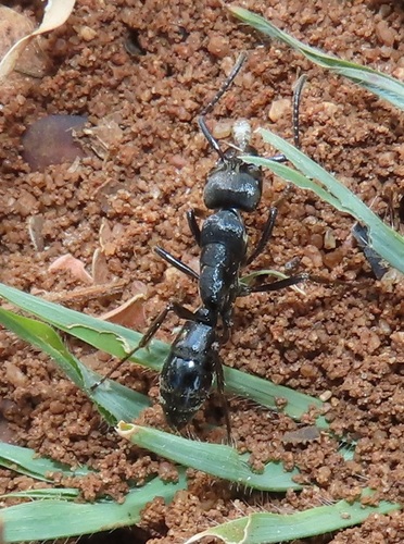 African stink ant
