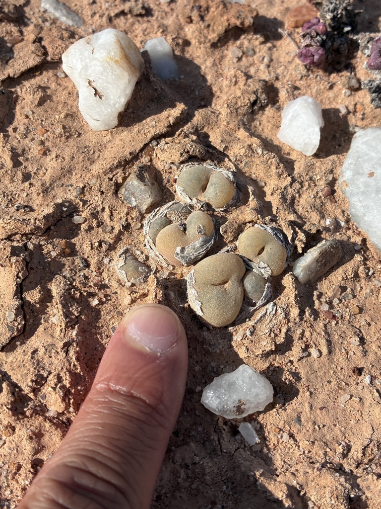 Conophytum concavum L. Bolus 2