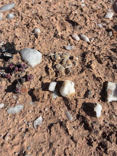 Conophytum concavum