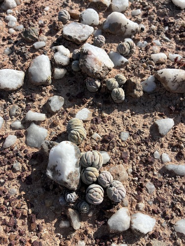 Crassula alstonii
