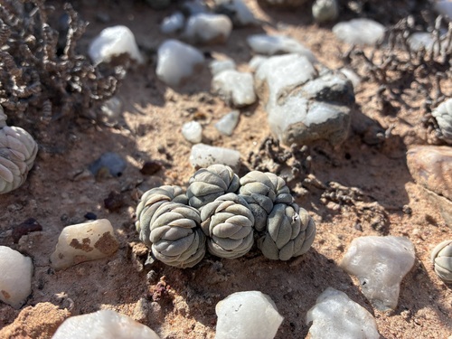 Crassula alstonii