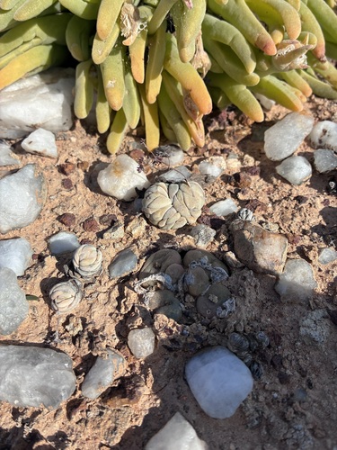 Crassula alstonii