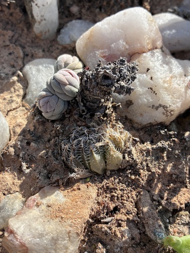 Spiderweb Haworthia (Haworthia arachnoidea)