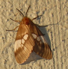 Palasea albimacula