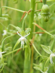 Habenaria schimperiana
