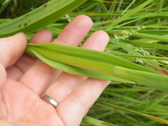 Habenaria schimperiana
