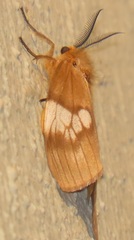 Palasea albimacula