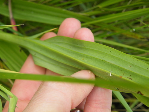 Image of Habenaria schimperiana by (c) Antoinette Eyssell Knox, some rights reserved (CC BY-SA)