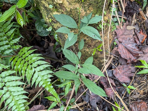 Aidia canthioides observed 2026-02-03