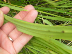 Habenaria schimperiana