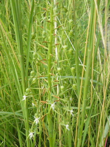 Image of Habenaria schimperiana by (c) Antoinette Eyssell Knox, some rights reserved (CC BY-SA)