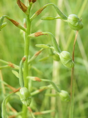 Habenaria schimperiana