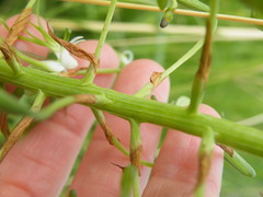 Habenaria schimperiana