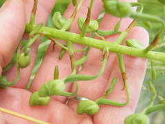 Habenaria schimperiana