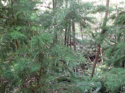 Huon pine (Lagarostrobos franklinii)