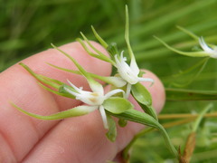 Habenaria schimperiana