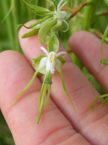 Image of Habenaria schimperiana by (c) Antoinette Eyssell Knox, some rights reserved (CC BY-SA)