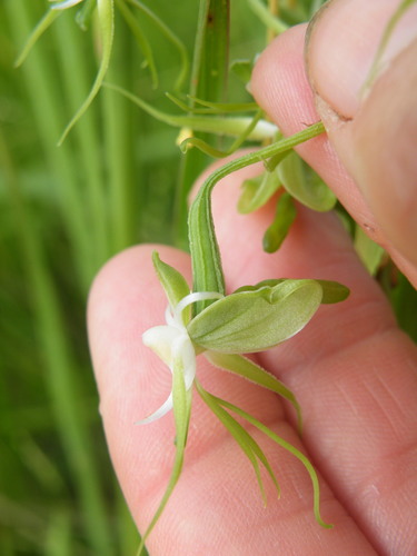 Image of Habenaria schimperiana by (c) Antoinette Eyssell Knox, some rights reserved (CC BY-SA)