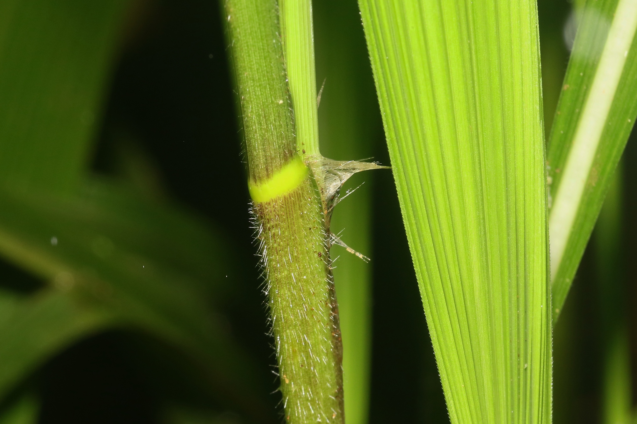 Imagem de Setaria megaphylla
