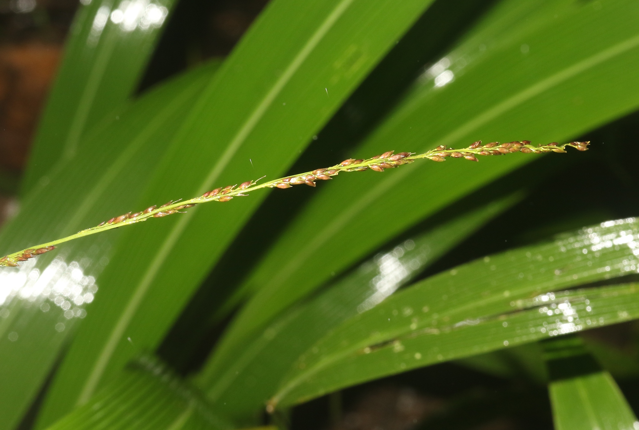 Imagem de Setaria megaphylla