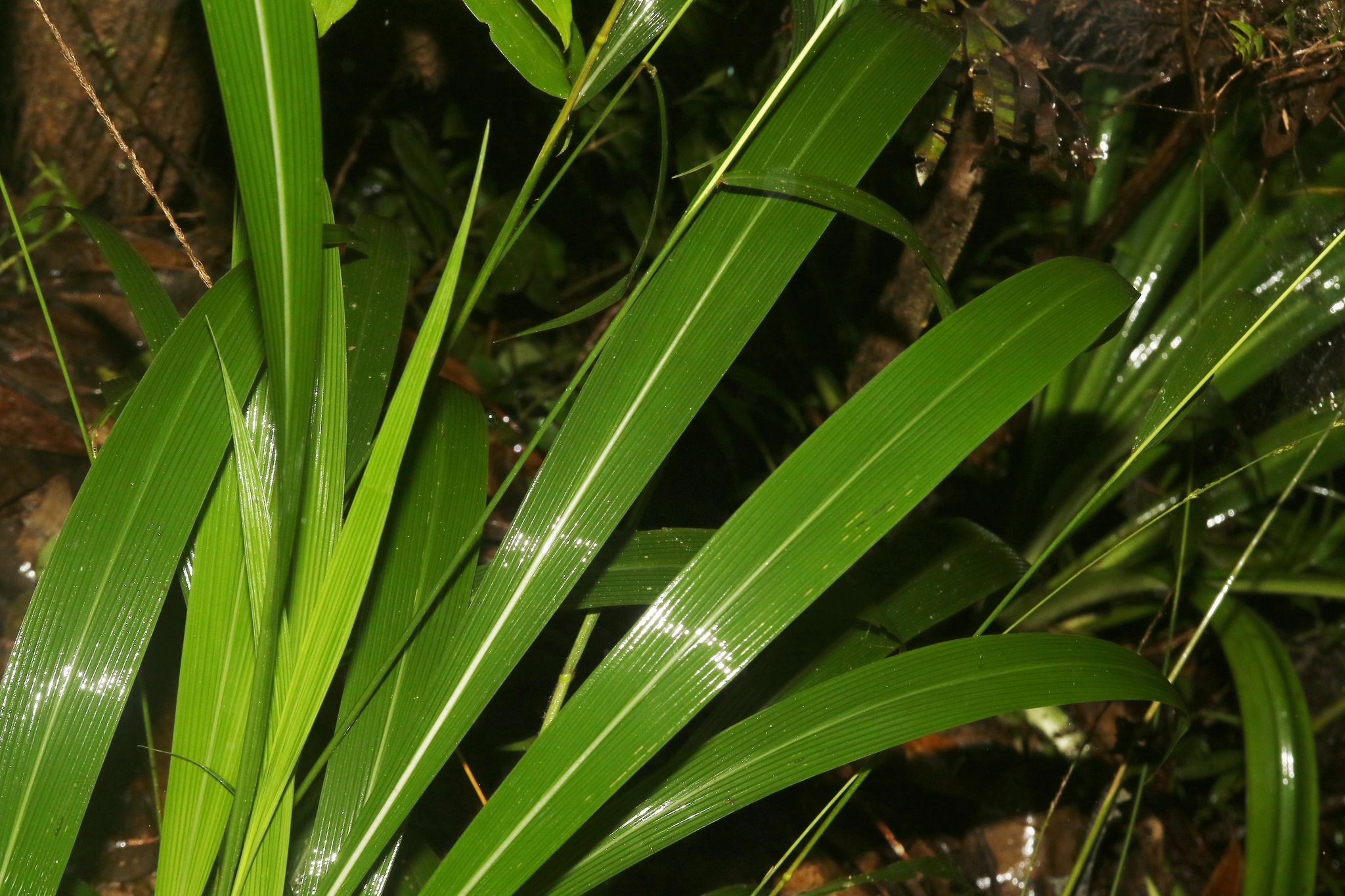 Imagem de Setaria megaphylla