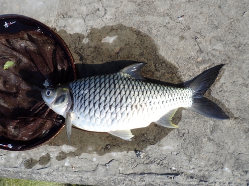 Java barb (Barbonymus gonionotus) — Cyprinidae — 2