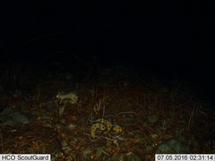 Sylvilagus cunicularius insolitus