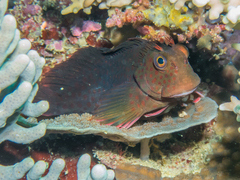 Flaming Blenny photo 3