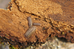 Porcellium collicola