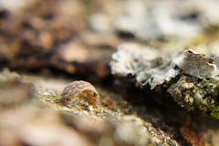 Porcellium collicola