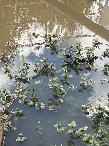 Limnophila indica observed 2026-02-05