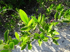 Avicennia