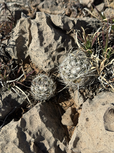 Pelecyphora robbinsiorum