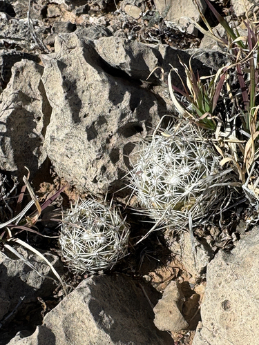 Pelecyphora robbinsiorum