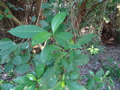 Gardenia jasminoides