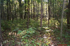Lindera melissifolia