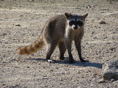 Procyon pygmaeus