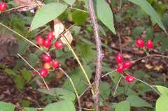 Lindera melissifolia