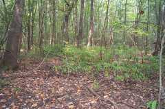 Lindera melissifolia
