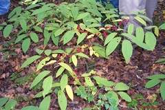 Lindera melissifolia