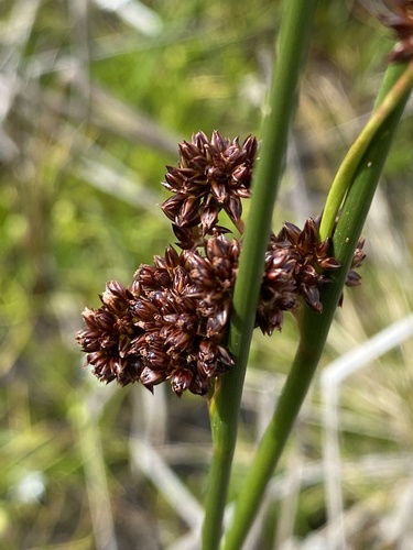 Phaeanthus observed 2026-01-18